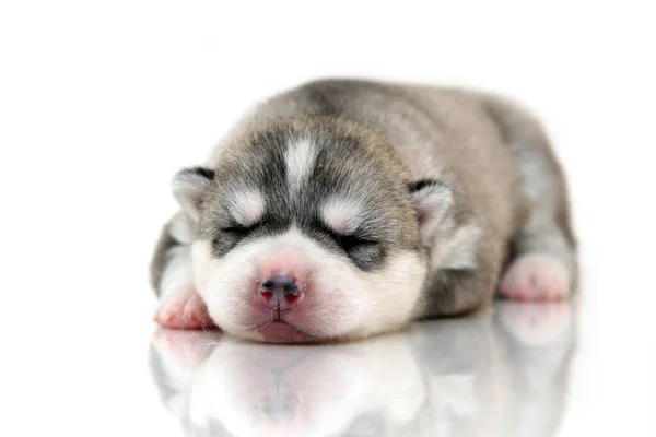 Schattige Siberische Husky Puppy Witte Achtergrond — Stockfoto