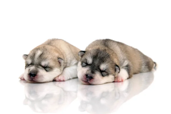 Adorables Cachorros Husky Siberianos Sobre Fondo Blanco —  Fotos de Stock