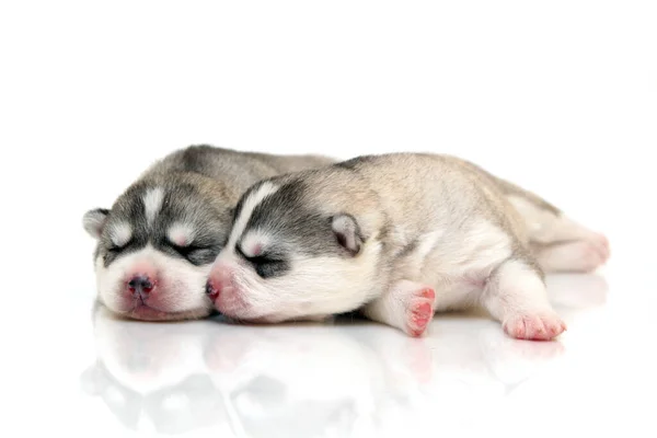 Adorables Cachorros Husky Siberianos Sobre Fondo Blanco —  Fotos de Stock