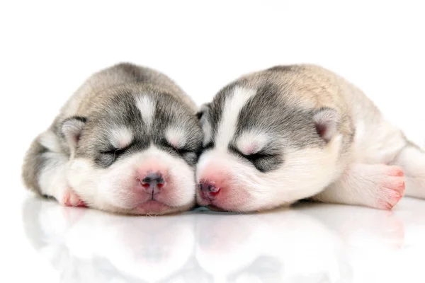 Schattige Siberische Husky Pups Witte Achtergrond — Stockfoto