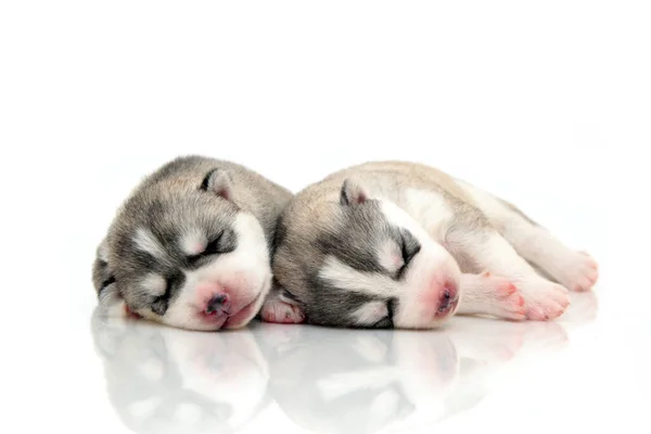 Schattige Siberische Husky Pups Witte Achtergrond — Stockfoto