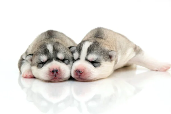 Adorables Cachorros Husky Siberianos Sobre Fondo Blanco — Foto de Stock