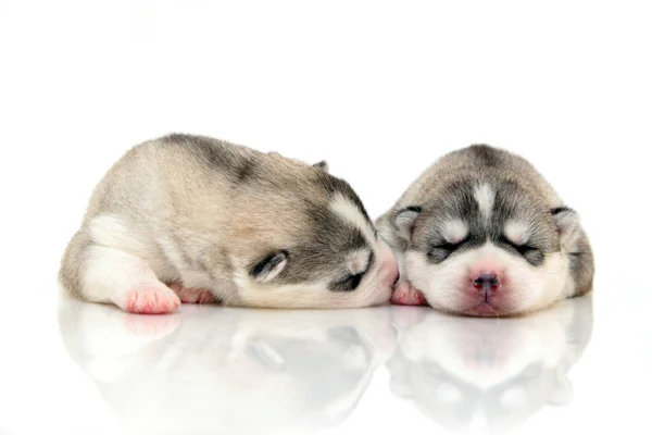 Adorables Cachorros Husky Siberianos Sobre Fondo Blanco — Foto de Stock