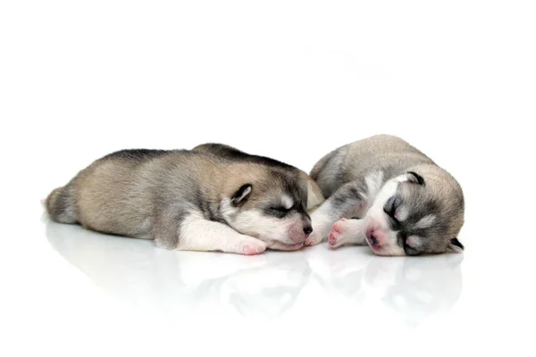 Entzückende Siberian Husky Welpen Auf Weißem Hintergrund — Stockfoto