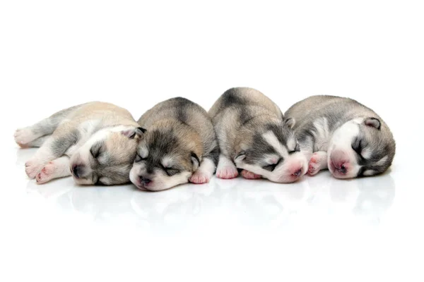 Adorables Cachorros Husky Siberianos Sobre Fondo Blanco —  Fotos de Stock
