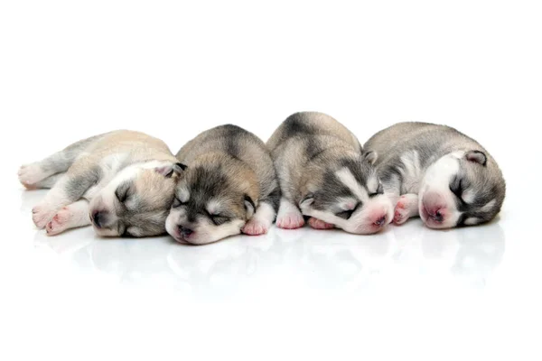 Adorables Cachorros Husky Siberianos Sobre Fondo Blanco — Foto de Stock