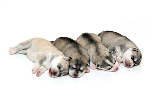 Adorables Cachorros Husky Siberianos Sobre Fondo Blanco —  Fotos de Stock