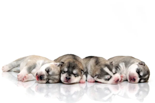 Beyaz Arka Planda Sevimli Sibirya Husky Yavruları — Stok fotoğraf