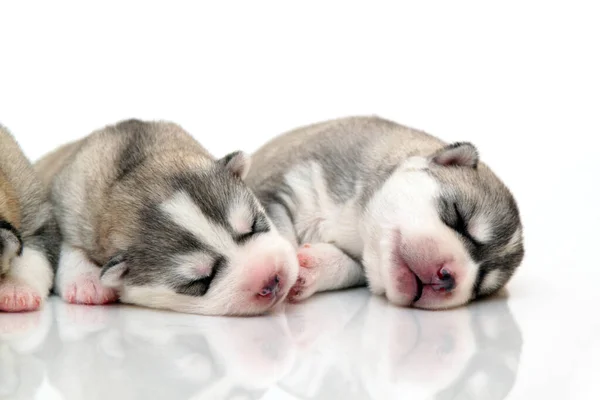 Adorabile Siberian Husky Cuccioli Sfondo Bianco — Foto Stock