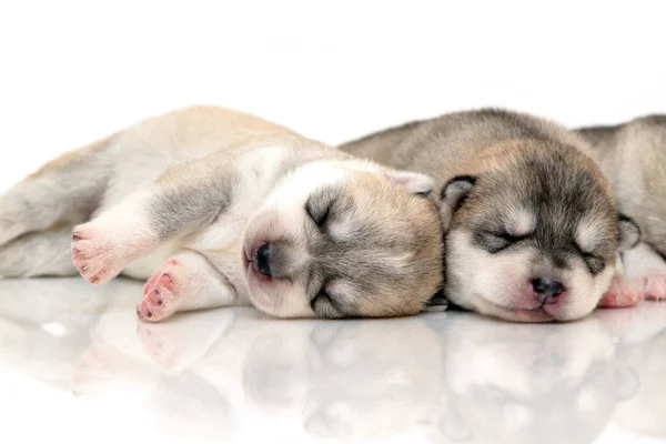 Schattige Siberische Husky Pups Witte Achtergrond — Stockfoto