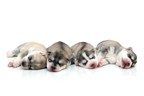 Adorables Chiots Husky Sibériens Sur Fond Blanc — Photo