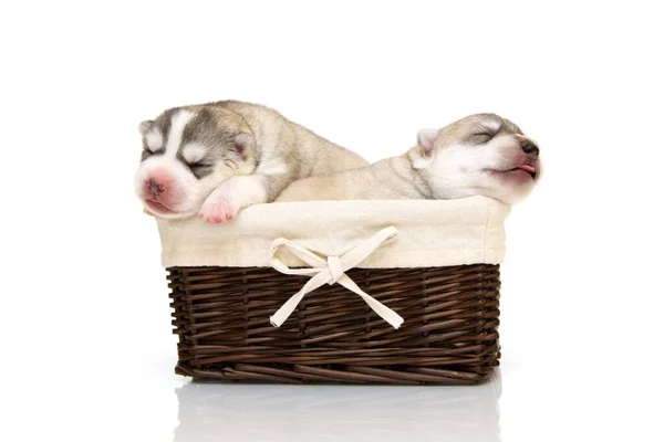 Adorable Siberian Husky Puppies Basket Studio Background — Stock Photo, Image