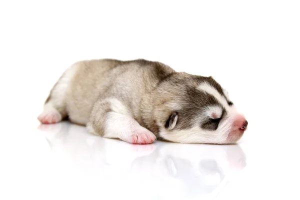 Adorable Cachorro Husky Siberiano Fondo Del Estudio — Foto de Stock