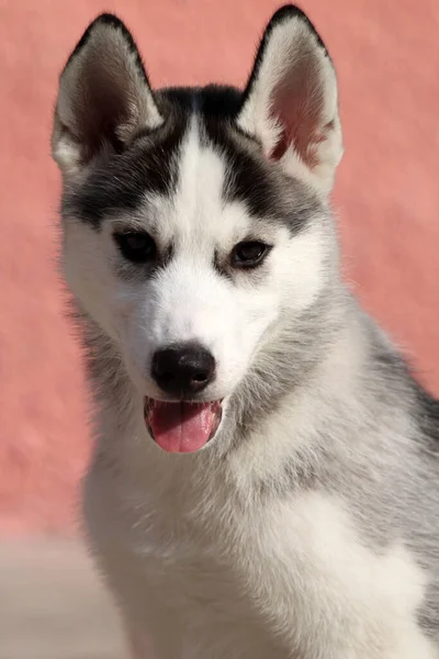 シベリアハスキー子犬屋外 — ストック写真