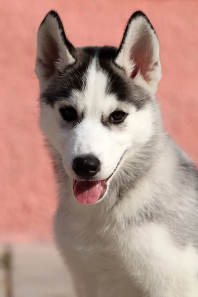 Siberian Husky Puppy Outdoors — Stock Photo, Image