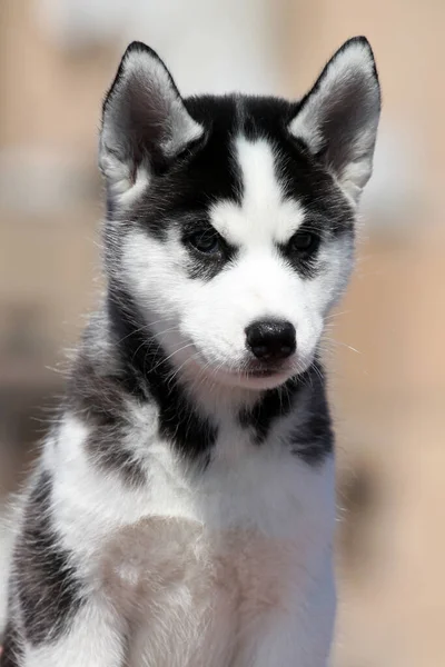 Siberische Husky Puppy Buiten — Stockfoto