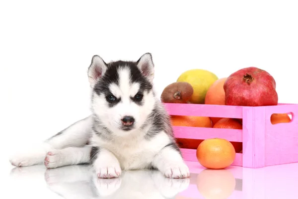 Adorable Chiot Husky Sibérien Aux Fruits — Photo