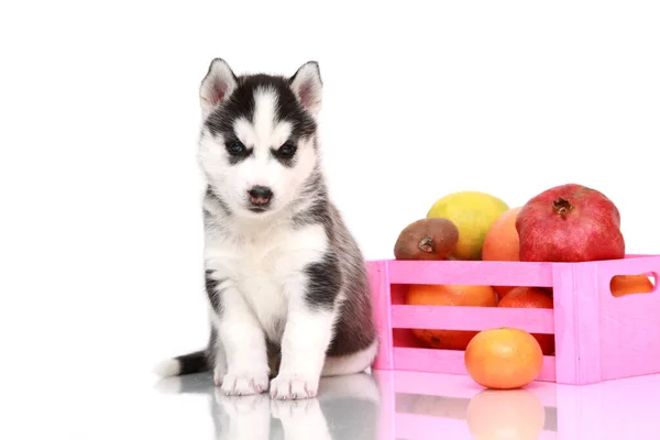 Αξιολάτρευτο Σιβηρίας Husky Κουτάβι Φρούτα — Φωτογραφία Αρχείου