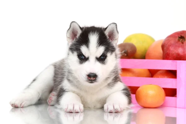 Adorable Chiot Husky Sibérien Aux Fruits — Photo