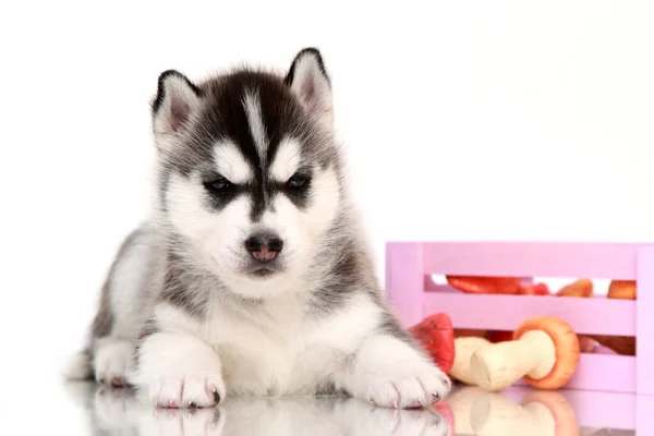 Adorable Cachorro Husky Siberiano Con Setas — Foto de Stock