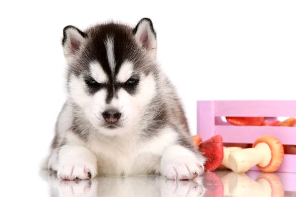 Adorable Cachorro Husky Siberiano Con Setas — Foto de Stock