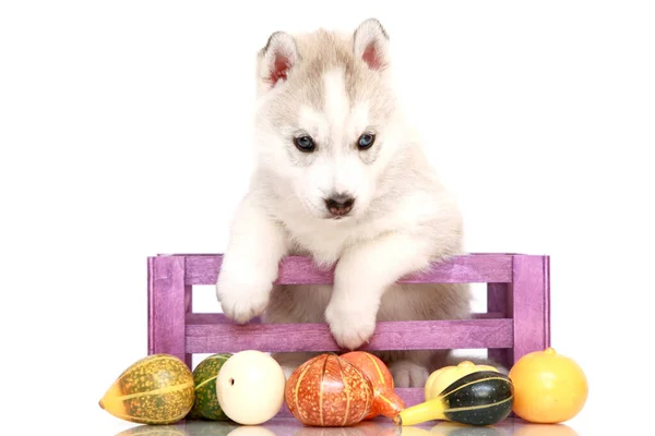 Adorable Siberian Husky Puppy Small Pumpkins — Stock Photo, Image