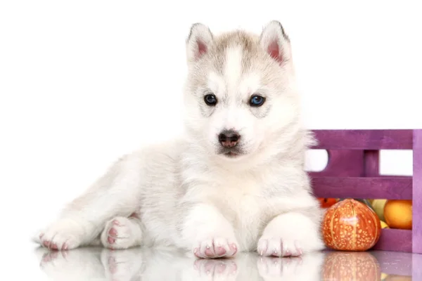 Adorable Cachorro Husky Siberiano Con Pequeñas Calabazas —  Fotos de Stock