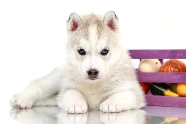 Adorável Cachorro Husky Siberiano Com Pequenas Abóboras — Fotografia de Stock