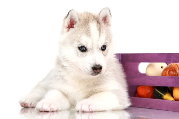 Adorable Siberian Husky Puppy Small Pumpkins — Stock Photo, Image