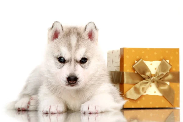 Adorável Siberian Husky Filhote Cachorro Fundo Branco — Fotografia de Stock