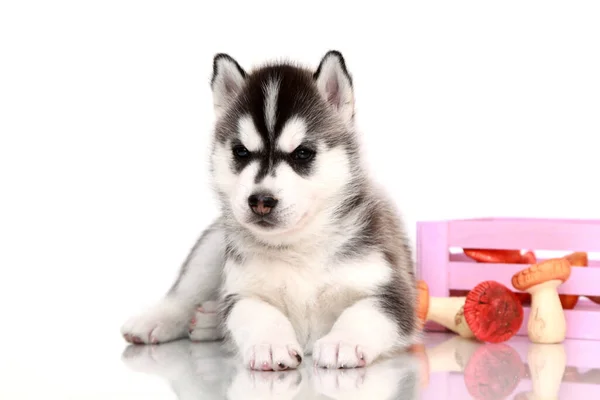 Adorável Cachorro Husky Siberiano Com Cogumelos — Fotografia de Stock