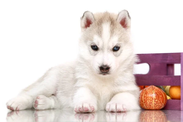 Adorable Cachorro Husky Siberiano Con Pequeñas Calabazas —  Fotos de Stock