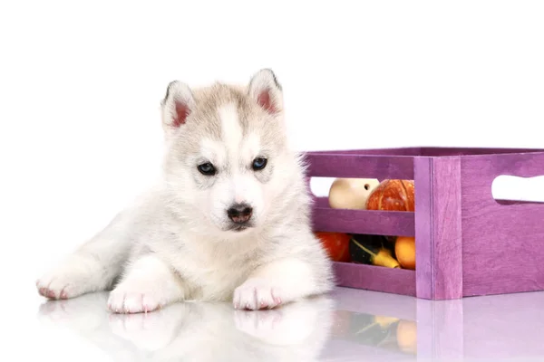 Adorable Siberian Husky Puppy Small Pumpkins — Stock Photo, Image