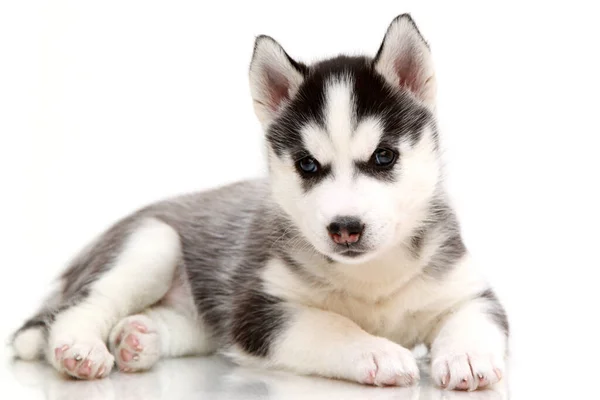 Adorabile Cucciolo Siberiano Husky Sfondo Bianco — Foto Stock