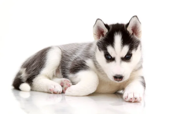 Adorable Cachorro Husky Siberiano Sobre Fondo Blanco —  Fotos de Stock