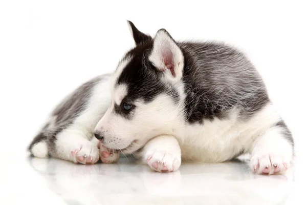 Adorável Siberian Husky Filhote Cachorro Fundo Branco — Fotografia de Stock