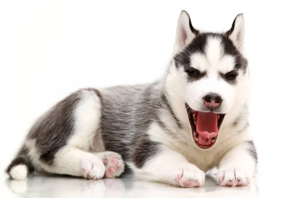 Adorable Siberian Husky Puppy White Background — Stock Photo, Image