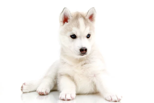 Schattige Siberische Husky Puppy Witte Achtergrond — Stockfoto