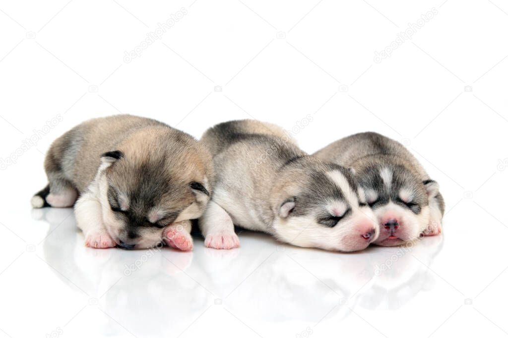 Adorable Siberian Husky puppies on white background