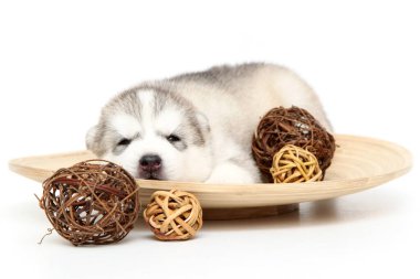 Beyaz arka planda sevimli Sibirya Husky köpeği