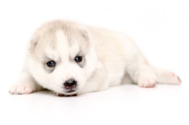 Beyaz arka planda sevimli Sibirya Husky köpeği