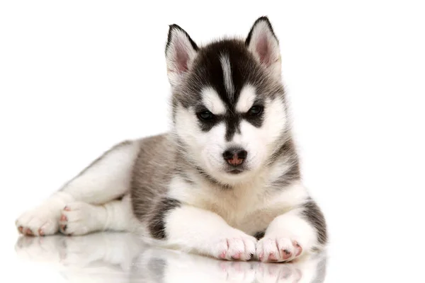 Adorable Siberian Husky Puppy White Background — Stock Photo, Image