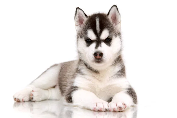 กไซบ Husky ขบนพ นหล ขาว — ภาพถ่ายสต็อก