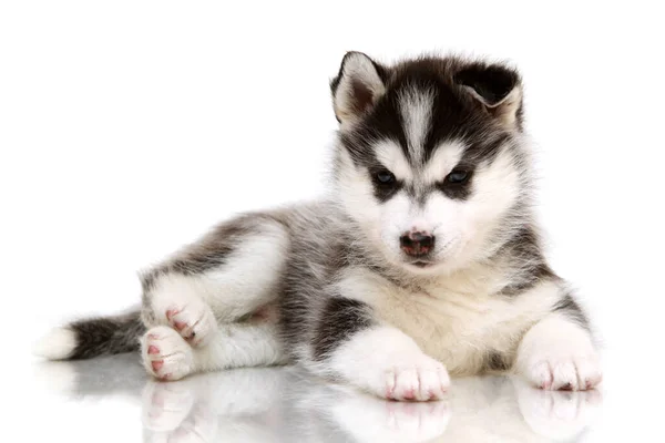 Adorable Siberian Husky Puppy White Background — Stock Photo, Image