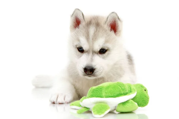 Brincalhão Siberian Husky Filhote Cachorro Fundo Branco — Fotografia de Stock