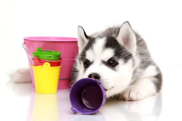 可敬的西伯利亚哈士奇小狗和五颜六色的水桶 — 图库照片