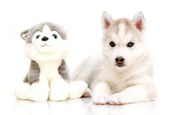 遊び心シベリアハスキー子犬上の白い背景 — ストック写真
