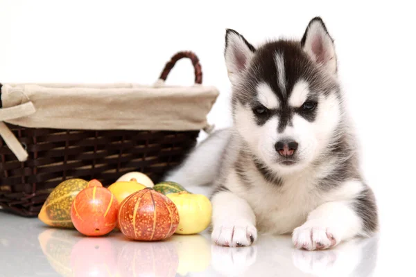 Entzückender Siberian Husky Welpe Mit Kleinen Kürbissen — Stockfoto