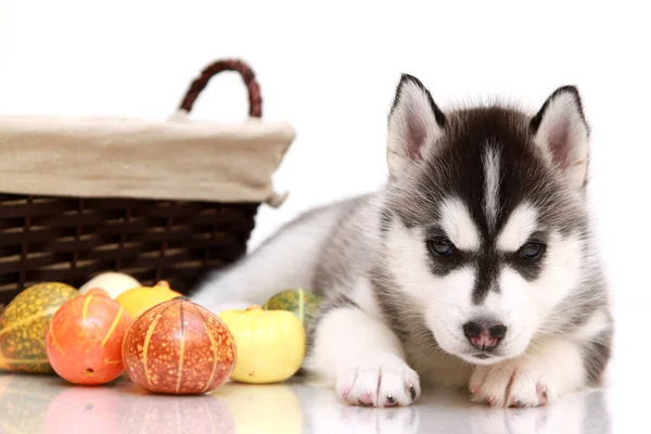 Entzückender Siberian Husky Welpe Mit Kleinen Kürbissen — Stockfoto