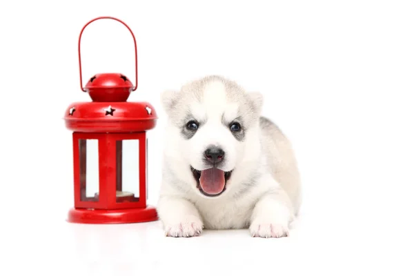 Adorable Cachorro Husky Siberiano Sobre Fondo Blanco — Foto de Stock